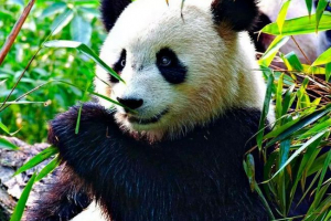 Duża panda Duża panda
